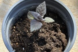 Getting married, want to gift all guests pepper seedlings!