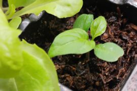 Lemon Ghost & Peach Tiberus