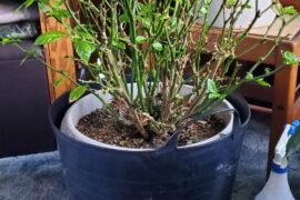 4 year old Reaper Central Alberta Canada