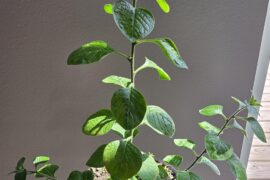 Rhomboideum growing strong