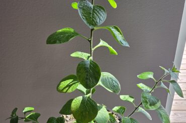 Rhomboideum growing strong