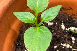What’s going on with my pepper seedling?