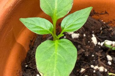 What’s going on with my pepper seedling?