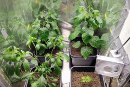 Habanero update: One of these is not like the others.