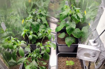 Habanero update: One of these is not like the others.