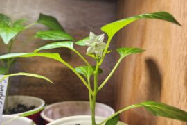 First flower of the season