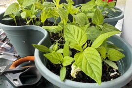 First Crop Transplant