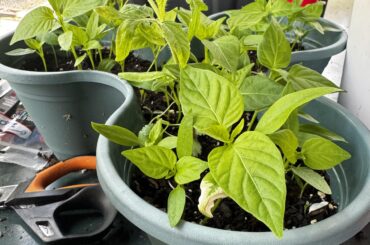 First Crop Transplant