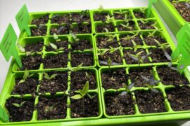 Should I cull these?