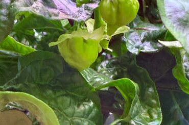 RB003 in Aerogarden Bounty