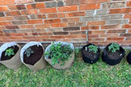 Transplanted Outside