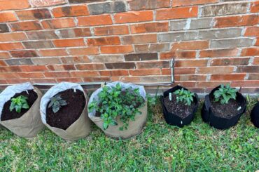 Transplanted Outside