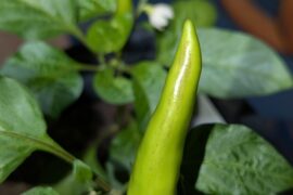 What is this line of marks on my fruit? (Hungarian wax)