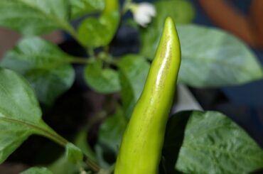 What is this line of marks on my fruit? (Hungarian wax)