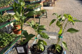 Never seen plants this size at a nursery before! Should I pinch buds?