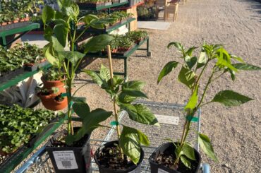 Never seen plants this size at a nursery before! Should I pinch buds?