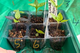 Would you pot any of these up yet?