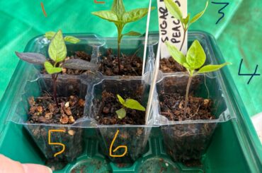 Would you pot any of these up yet?