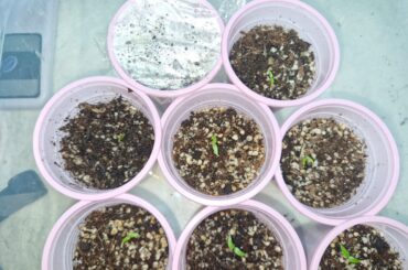 My wardrobe setup. Yellow habanero 2-4 days old.