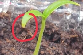 Hello. This is normal ? The Little yellowish on the leaf