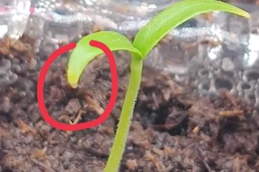 Hello. This is normal ? The Little yellowish on the leaf