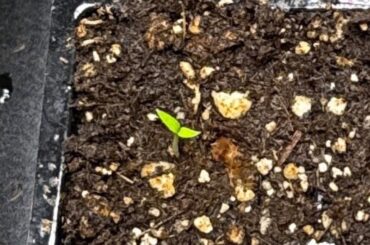 The tiny green phase of my annual bad decisions