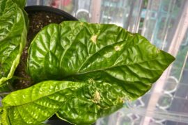 Is this light burn or humidity issues?