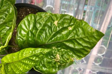 Is this light burn or humidity issues?