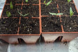 Are my seedlings okay?