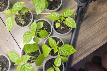 Anyone grown aji charapita?