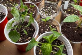 Wilting under 350ppfd