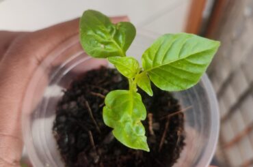 What's wrong with my aji limon seedling?