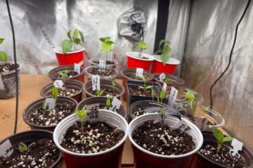 Various reaction to lights