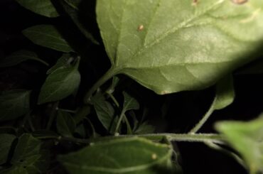 Identify pests: Aphids?