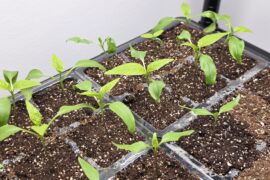 Questions about seedlings!