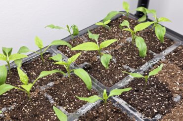 Questions about seedlings!