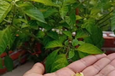 Ghost Pepper