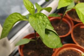 Jalapeno plant has a joint leaf