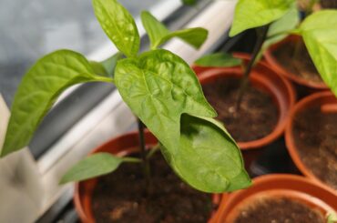 Jalapeno plant has a joint leaf