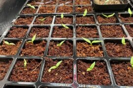 Day 13 post-sow update