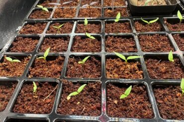 Day 13 post-sow update