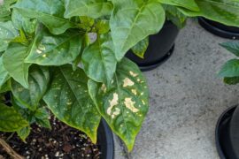 Please help - what is this?