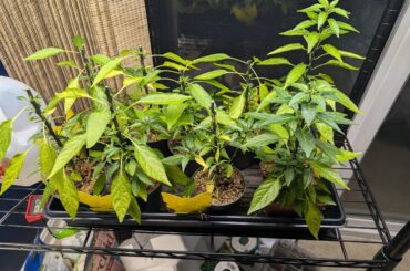 Do my pequin plants look ok?