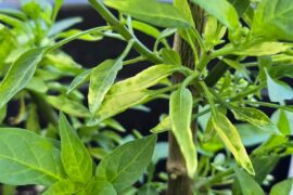 Variegation or disease?