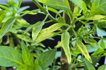 Variegation or disease?