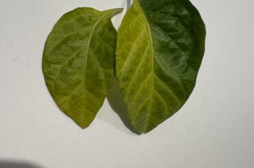 Does this mean something?