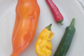 can somebody id these please