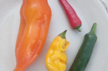 can somebody id these please