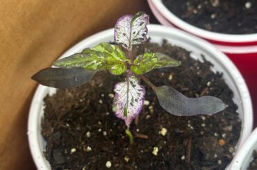 Just some Count Mattcula seedlings