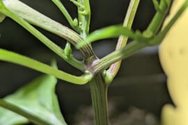Can somebody tell me if the plant has cut off supply to the fruit. and if so can I still eat it?